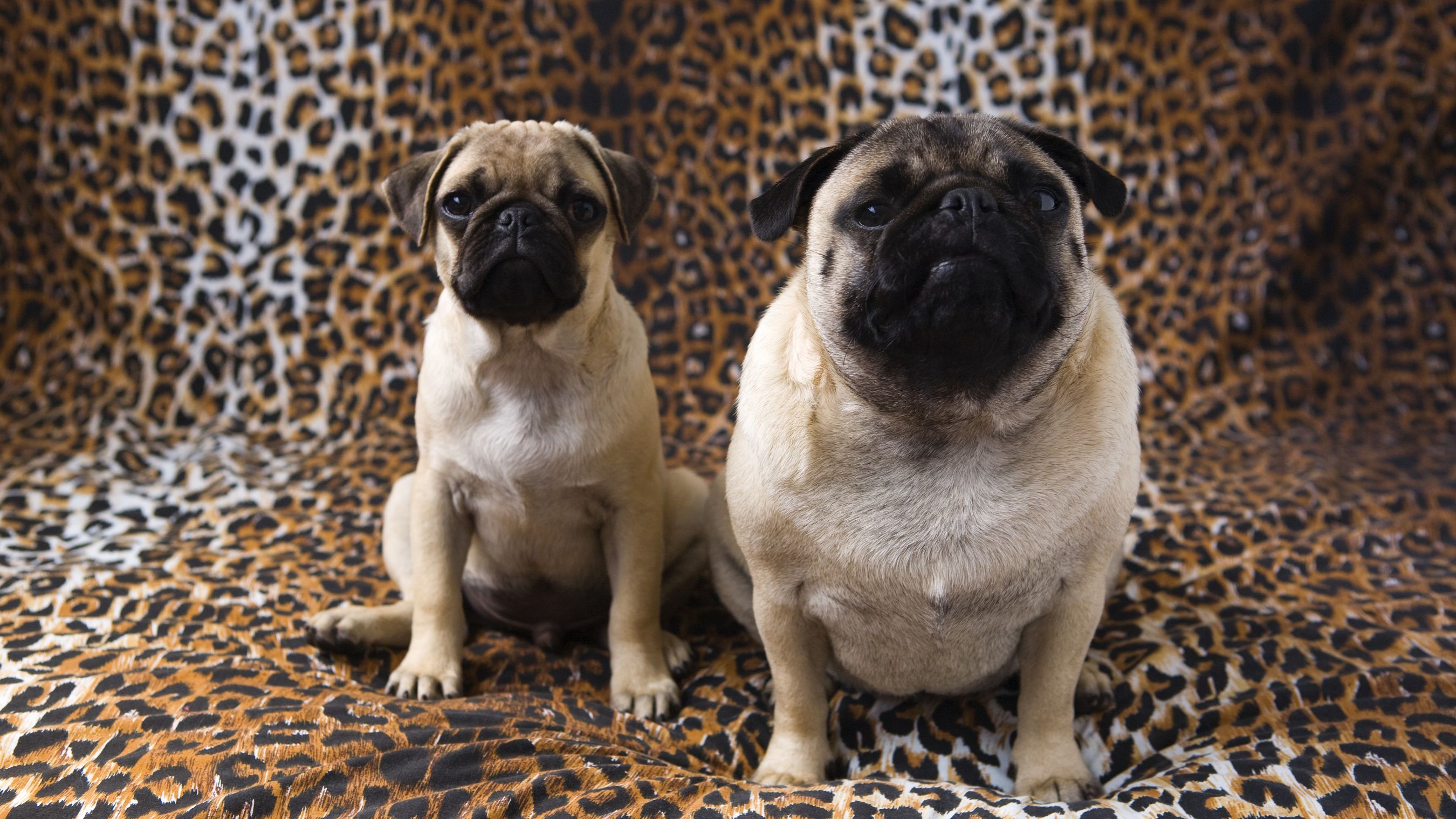 Furever Friend Finder